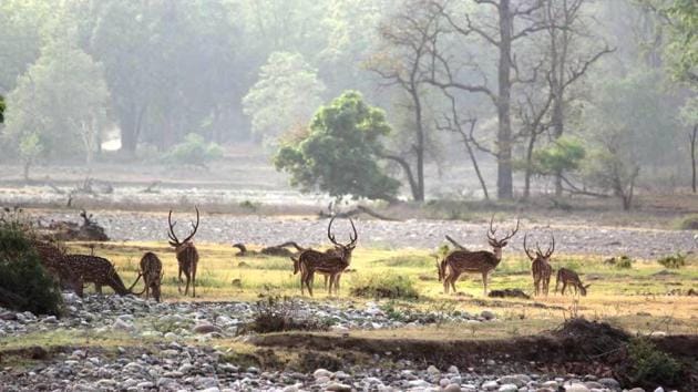 Rivers and streams dry up during summer months in Haldwani range posing problems for the animals. (HT File) Rivers and streams dry up during summer months in Haldwani range posing problems for the animals. (HT File)