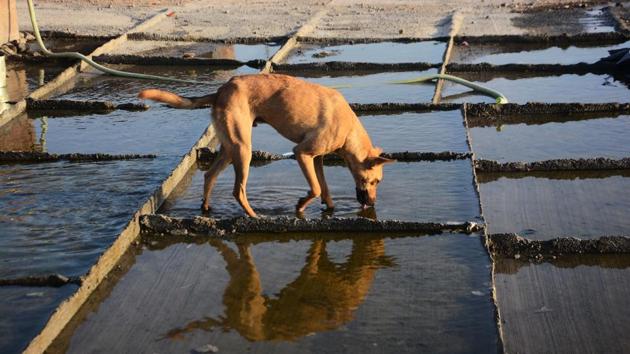 The city temperature on April 24 (Tuesday) crossed 40 degrees Celsius with Lohegaon recording a maximum of 41.2 degrees Celsius. A dog quenches its thirst by drinking water which has been put for curing of a concrete road on a hot day near Aaple Ghar in Pune.  (Shankar Narayan/HT PHOTO) 