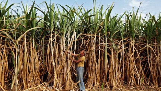 Indian mills owed ₹180.44 billion to cane farmers as of April 12, according to a government official, who asked not to be identified citing rules (Reuters File Photo) Indian mills owed ₹180.44 billion to cane farmers as of April 12, according to a government official, who asked not to be identified citing rules (Reuters File Photo)