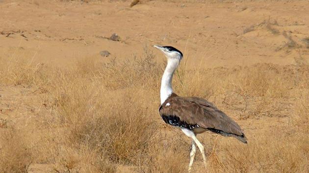 The Great Indian Bustard(HT Photo)