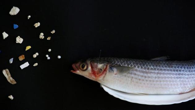A grey mullet is shown next to microplastic found in local waters during a Greenpeace news conference in Hong Kong. (Bobby Yip / REUTERS) A grey mullet is shown next to microplastic found in local waters during a Greenpeace news conference in Hong Kong. (Bobby Yip / REUTERS)