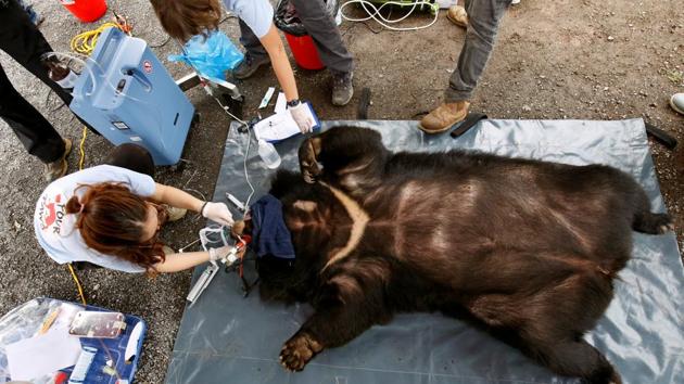 Veterinarians of Four Paws animals welfare charity, check May, a female moon bear, during her rescue from a bear farm for bile trading to a bear sanctuary, an animal welfare project by Four Paws in Ninh Binh province, Vietnam. (KHAM / REUTERS) Veterinarians of Four Paws animals welfare charity, check May, a female moon bear, during her rescue from a bear farm for bile trading to a bear sanctuary, an animal welfare project by Four Paws in Ninh Binh province, Vietnam. (KHAM / REUTERS)