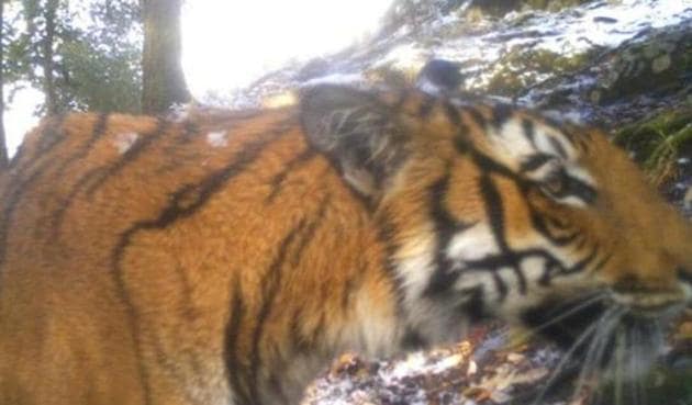 A tiger that was trapped by a camera in Askot Wildlife Sanctuary at an altitude of 12,000 ft in Uttarakhand in 2016.(HT File)