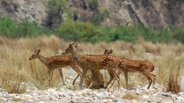 A spotted deer, commonly called chital, died after it ate a ball-like substance stuffed with explosives, which was kept by suspected poachers in Ramnagar forests in Nainital district.(HT Photo For Representation)