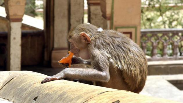 A monkey enjoys an ice at Galtaji in Jaipur, as the day temperature soars.(Prabhakar Sharma/HT)