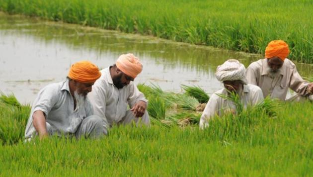 “We apprehend that if sowing is delayed as mandated by the government, there will be problem at the ripening stage,” Nek Singh, a paddy grower, said. (HT File/Representative image) “We apprehend that if sowing is delayed as mandated by the government, there will be problem at the ripening stage,” Nek Singh, a paddy grower, said. (HT File/Representative image)