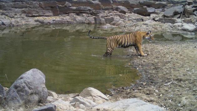 Tigress named ST-14 gave birth to two cubs in the Sariska National Park in Rajasthan’s Alwar.(HT Photo)