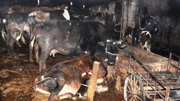 Uttarakhand is able to procure only 6 percent of the marketable surplus milk compared to Gujarat (64 percent) and Karnataka (46 per cent). (HT File Photo) Uttarakhand is able to procure only 6 percent of the marketable surplus milk compared to Gujarat (64 percent) and Karnataka (46 per cent). (HT File Photo)