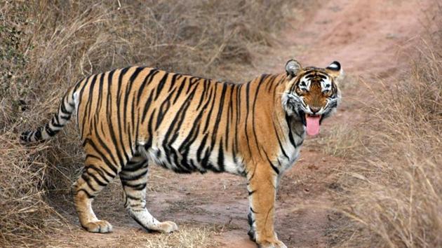 The SBWL standing committee visited Sariska following the death of tiger ST-11 and disappearance of tigress ST-5 (in picture) The SBWL standing committee visited Sariska following the death of tiger ST-11 and disappearance of tigress ST-5 (in picture)