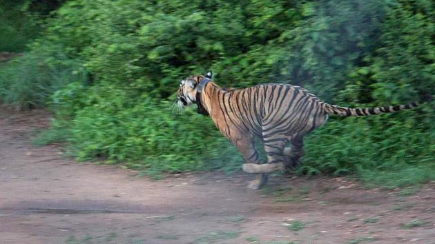 A tigress named ST-14 has given birth to two cubs in the Sariska National Park in Alwar, Rajasthan. These two-month-old cubs have taken the number of tigers in Sariska to 14. The father of the cubs, officially identified as ST-11, died on March 19 after getting entangled in a barbed-wire fence. (Himanshu Vyas / HT File) A tigress named ST-14 has given birth to two cubs in the Sariska National Park in Alwar, Rajasthan. These two-month-old cubs have taken the number of tigers in Sariska to 14. The father of the cubs, officially identified as ST-11, died on March 19 after getting entangled in a barbed-wire fence. (Himanshu Vyas / HT File)