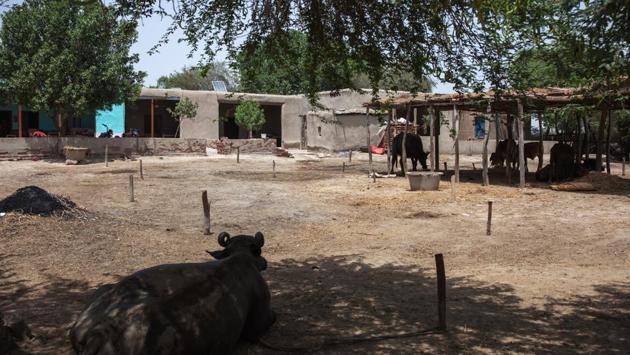 Cattle in the shade near a solar-powered home in Ahmed Khan Zaur village in Sindh. With general elections coming up in July, the Pakistan Muslim League-Nawaz government is counting on its infrastructure and power plant push for an electoral edge. It has pledged to end power cuts before the term ends in May but a third of the country still isn’t connected to the power grid. (Asim Hafeez / Bloomberg) Cattle in the shade near a solar-powered home in Ahmed Khan Zaur village in Sindh. With general elections coming up in July, the Pakistan Muslim League-Nawaz government is counting on its infrastructure and power plant push for an electoral edge. It has pledged to end power cuts before the term ends in May but a third of the country still isn’t connected to the power grid. (Asim Hafeez / Bloomberg)