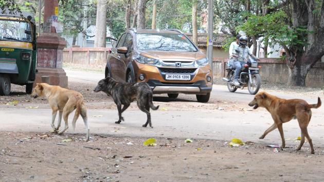 Three children were killed by feral dogs in Khairabad area of Sitapur district in Uttar Prdaesh.(HT file photo)