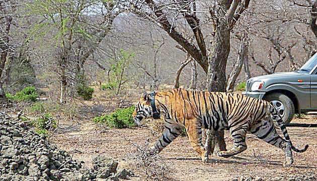 Bhutan has recorded presence of tigers at the highest altitude -- 4400 metre above the sea level -- at its Wangchuck Centennial Park. (HT File Photo) Bhutan has recorded presence of tigers at the highest altitude -- 4400 metre above the sea level -- at its Wangchuck Centennial Park. (HT File Photo)