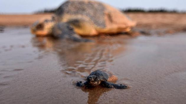 A newly-hatched baby Olive Ridley turtles makes its way to the sea as an adult turtle looks on in Ganjam district in Odisha state on April 19, 2018.(AFP Photo)