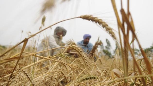 Some damage was reported to the harvested wheat in grain markets of Jalandhar.(HT File) Some damage was reported to the harvested wheat in grain markets of Jalandhar.(HT File)