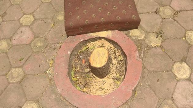 The Raj Bhavan authorities had written at least 12 letters to the Pune police commissionerate requesting them to take concrete steps to curb the rising incidents of sandalwood theft on the campus.(HT PHOTO) The Raj Bhavan authorities had written at least 12 letters to the Pune police commissionerate requesting them to take concrete steps to curb the rising incidents of sandalwood theft on the campus.(HT PHOTO)