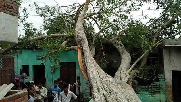 A tree that fell down in Agra during the dust storm on Thursday.(HT Photo)