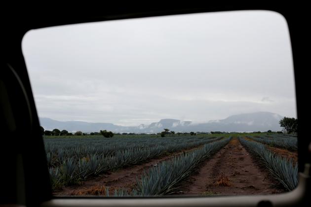 Each spiky-leaved agave plant requires seven to eight years to mature, but demand is pushing producers to use younger plants. Nearly 18 million blue agaves were planted in 2011 in Mexico for harvest this year, well below an estimated demand for 42 million to supply 140 registered companies. (REUTERS) Each spiky-leaved agave plant requires seven to eight years to mature, but demand is pushing producers to use younger plants. Nearly 18 million blue agaves were planted in 2011 in Mexico for harvest this year, well below an estimated demand for 42 million to supply 140 registered companies. (REUTERS)