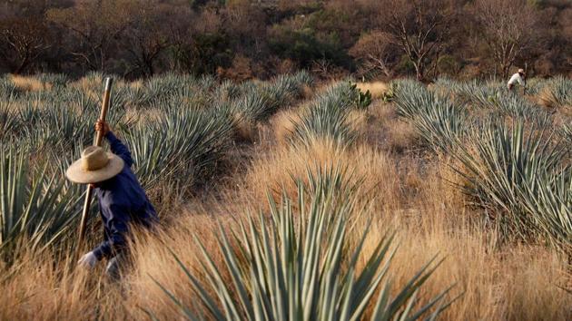 A farmer clears the area surrounding blue agave before it is harvested in Tepatitlan, Jalisco, Mexico. A growing thirst for tequila from New York to Tokyo has made the sale of the drink into a multibillion-dollar industry, but its production remains rooted in centuries-old methods of farming using hand tools and packs of mules. (Carlos Jasso / REUTERS) A farmer clears the area surrounding blue agave before it is harvested in Tepatitlan, Jalisco, Mexico. A growing thirst for tequila from New York to Tokyo has made the sale of the drink into a multibillion-dollar industry, but its production remains rooted in centuries-old methods of farming using hand tools and packs of mules. (Carlos Jasso / REUTERS)