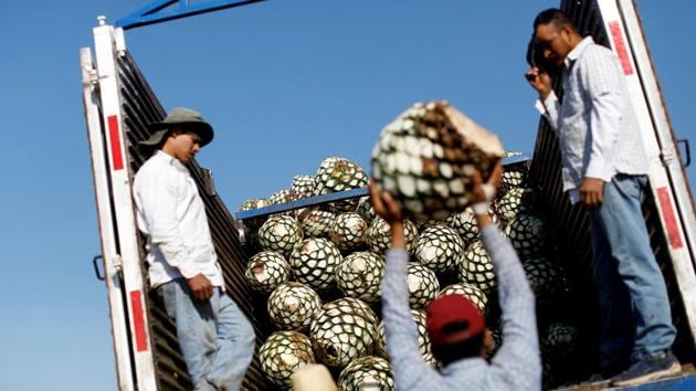 In the past the agave hearts were cooked below ground, the way mezcal is still produced in other regions of Mexico. But much of the export tequila is now made in industrial distilleries run by Britain’s Diageo, Bacardi and Mexico’s Jose Cuervo. (Carlos Jasso / REUTERS) In the past the agave hearts were cooked below ground, the way mezcal is still produced in other regions of Mexico. But much of the export tequila is now made in industrial distilleries run by Britain’s Diageo, Bacardi and Mexico’s Jose Cuervo. (Carlos Jasso / REUTERS)