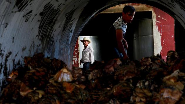An employee works at an oven used to cook agave as J. Cruz Reinoso, founder of the Don Blanco distillery, a family business he has been building up for 30 years looks on, in Tequila, Jalisco. “Tequila is a good business but there is so much demand for it. I hope the agave lasts for a long time,” Reinoso said. (Carlos Jasso / REUTERS) An employee works at an oven used to cook agave as J. Cruz Reinoso, founder of the Don Blanco distillery, a family business he has been building up for 30 years looks on, in Tequila, Jalisco. “Tequila is a good business but there is so much demand for it. I hope the agave lasts for a long time,” Reinoso said. (Carlos Jasso / REUTERS)