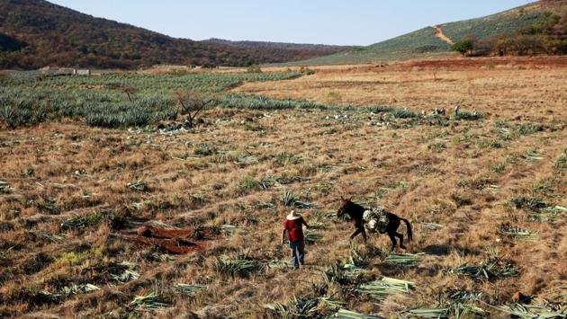 Jose Luis Flores, 41, inherited a team of seven mules when his father died late last year. “I helped my dad for 20 years and I love it,” Flores said. “No one can replace us, not even a machine. My mules can get past any cliff or difficult path.” (Carlos Jasso / REUTERS) Jose Luis Flores, 41, inherited a team of seven mules when his father died late last year. “I helped my dad for 20 years and I love it,” Flores said. “No one can replace us, not even a machine. My mules can get past any cliff or difficult path.” (Carlos Jasso / REUTERS)