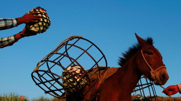 Arrieros or muleteers load hearts of blue agave onto a mule during a harvest. Most of the agave harvest is collected by workers using mules in the rocky terrain. (Carlos Jasso / REUTERS) Arrieros or muleteers load hearts of blue agave onto a mule during a harvest. Most of the agave harvest is collected by workers using mules in the rocky terrain. (Carlos Jasso / REUTERS)