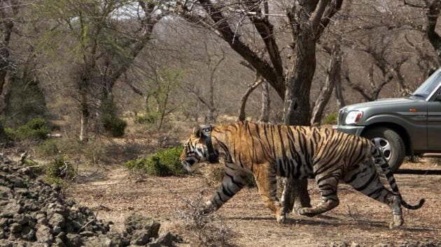 A tiger being shifted to Mukundra Hills Tiger reserve in Kota.(HT Photo)