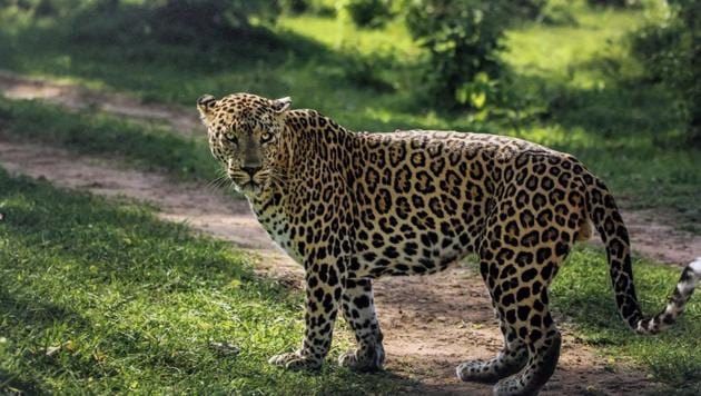 This is second incident reported within a month. On April 16, Mahendra Waman and his wife noticed a leopard emerging from the woods and chasing their motorcycle along the Wadgaon Anand to Kalewadi road at Pimpalwandi in Junnar. (HT REPRESENTATIVE PHOTO) This is second incident reported within a month. On April 16, Mahendra Waman and his wife noticed a leopard emerging from the woods and chasing their motorcycle along the Wadgaon Anand to Kalewadi road at Pimpalwandi in Junnar. (HT REPRESENTATIVE PHOTO)