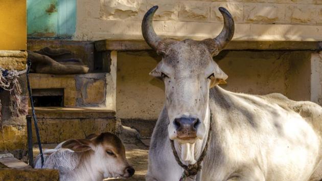 The animal husbandry department looks after cows, dogs and bitches; wildlife and birds are not its domain.(For representation)