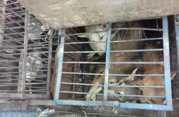 The dogs will now be sterilised and released in Pilibhit jungle on Friday. (HT Photo) The dogs will now be sterilised and released in Pilibhit jungle on Friday. (HT Photo)