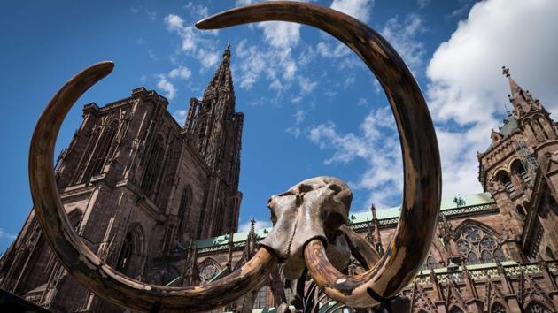 A mammoth skeleton is prepared to be displayed in front of Strasbourg Cathedral, eastern France as part of the ‘Industrie Magnifique’ festival. (Patrick Hertzog / AFP) A mammoth skeleton is prepared to be displayed in front of Strasbourg Cathedral, eastern France as part of the ‘Industrie Magnifique’ festival. (Patrick Hertzog / AFP)