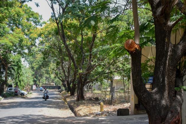 Trees were ‘trimmed’ at Ramnagar colony in Bavdhan.(HT FILE PHOTO)