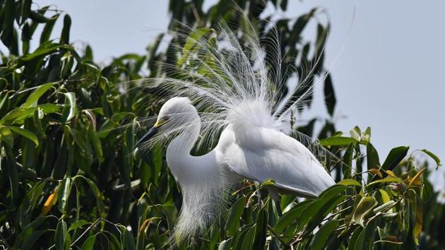 An egret perches on the branch of a tree on the banks of the Brahmaputra River in Pan Bazar area of Guwahati, Assam on May 3, 2018. Each year at a similar time, thousands of egrets build their nests among trees in populated areas of the city centre. (Biju Boro / AFP) An egret perches on the branch of a tree on the banks of the Brahmaputra River in Pan Bazar area of Guwahati, Assam on May 3, 2018. Each year at a similar time, thousands of egrets build their nests among trees in populated areas of the city centre. (Biju Boro / AFP)