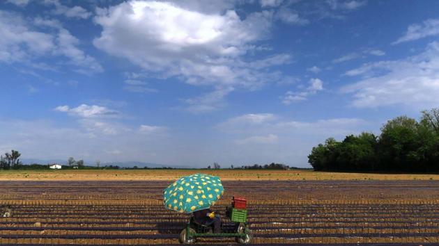 A worker sitting on a cart plants vines of Cabernet Sauvignon grapes in a field on the outskirts of the village of Flaibano, located in the Fruili region of Italy. (David Gray / REUTERS) A worker sitting on a cart plants vines of Cabernet Sauvignon grapes in a field on the outskirts of the village of Flaibano, located in the Fruili region of Italy. (David Gray / REUTERS)