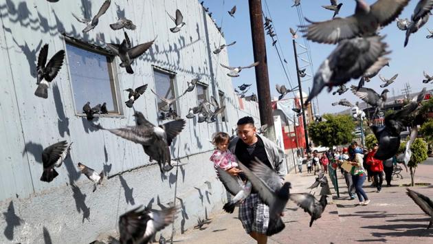 A man and his daughter, members of a migrant caravan from Central America, run between pigeons at the end of their journey through Mexico, prior to preparations for an asylum request in the US, in Tijuana, Mexico. (Edgard Garrido / REUTERS) A man and his daughter, members of a migrant caravan from Central America, run between pigeons at the end of their journey through Mexico, prior to preparations for an asylum request in the US, in Tijuana, Mexico. (Edgard Garrido / REUTERS)