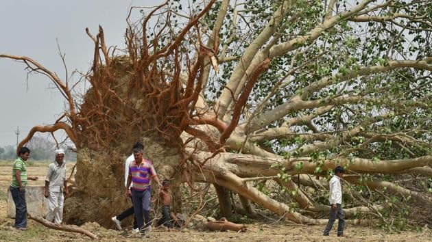 A tree uprooted in the Wednesday’s dust storm in Agra district .(PTI) A tree uprooted in the Wednesday’s dust storm in Agra district .(PTI)