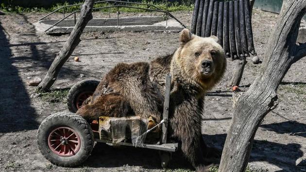 A three-year-old paralysed bear called Usko is seen at the Arcturos sanctuary in Nymfaio on the slopes of Mount Vitsi, Greece. Arcturos shelters bears and wolves -- most of them rescued from Balkans poachers, animal collectors and restaurant owners who had them on display to amuse patrons. (Aris Messinis / AFP) A three-year-old paralysed bear called Usko is seen at the Arcturos sanctuary in Nymfaio on the slopes of Mount Vitsi, Greece. Arcturos shelters bears and wolves -- most of them rescued from Balkans poachers, animal collectors and restaurant owners who had them on display to amuse patrons. (Aris Messinis / AFP)
