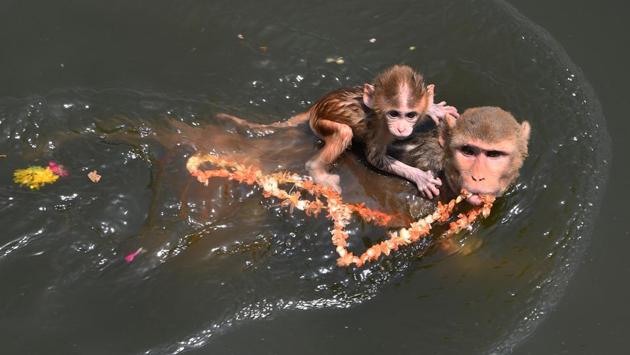 A monkey with its infant swims in the Yamuna river during a hot summer day in Mathura, Uttar Pradesh on April 29, 2018. (Dominique Faget / AFP) A monkey with its infant swims in the Yamuna river during a hot summer day in Mathura, Uttar Pradesh on April 29, 2018. (Dominique Faget / AFP)