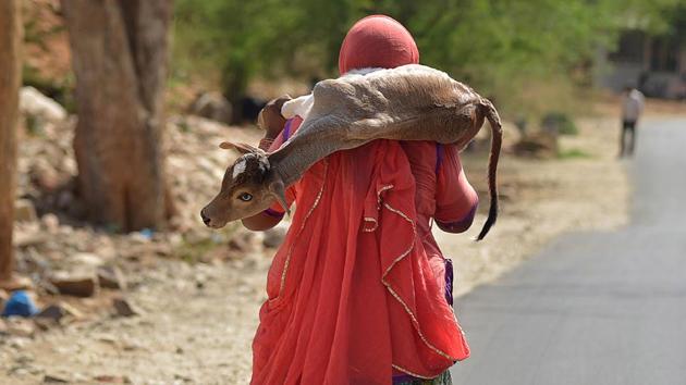 A woman walks while carrying a calf on her shoulder on a hot summer day in the outskirts of Ajmer, Rajasthan on May 3, 2018. (Shaukat Ahmed / AFP) A woman walks while carrying a calf on her shoulder on a hot summer day in the outskirts of Ajmer, Rajasthan on May 3, 2018. (Shaukat Ahmed / AFP)