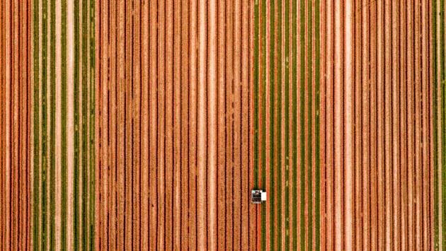 A special machine cultivates a large tulip field to separate the blossoms from the rest of the plant in Magdeburg, Germany. (Jens Schlueter / Getty Images) A special machine cultivates a large tulip field to separate the blossoms from the rest of the plant in Magdeburg, Germany. (Jens Schlueter / Getty Images)