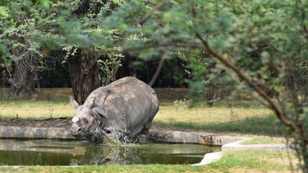 A Rhinoceros tries to cool down on a hot day at Delhi Zoological Park on April 29, 2018. (Sanchit Khanna / HT Photo) A Rhinoceros tries to cool down on a hot day at Delhi Zoological Park on April 29, 2018. (Sanchit Khanna / HT Photo)