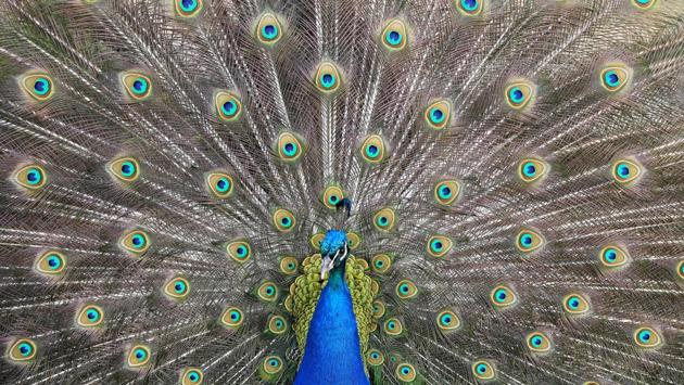 A peacock displays his plumage as part of a courtship ritual to attract a mate, at a park in London, England. (Toby Melville / REUTERS) A peacock displays his plumage as part of a courtship ritual to attract a mate, at a park in London, England. (Toby Melville / REUTERS)