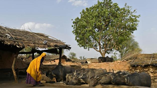 A woman sweeps the ground as cattle feed from a trough in Kraska. Rajasthan chief minister Vasundhara Raje in April 2018 directed the forest department to not shift any tigers to Sariska till a safe habitat for the big cats was made. The standing committee of the State Board for Wildlife (SBWL) also recommends immediate relocation of 26 villages from Sariska. (Anindito Mukherjee / Bloomberg)