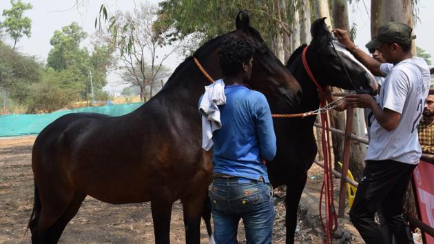 The Navajo tribe is facing the problem of over-population of feral horses.(HT/Photo for representation) The Navajo tribe is facing the problem of over-population of feral horses.(HT/Photo for representation)