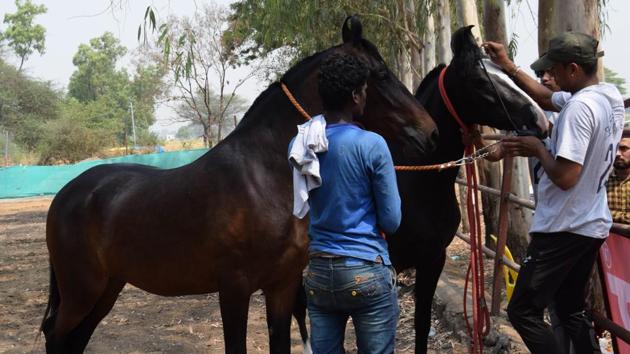 The Navajo tribe is facing the problem of over-population of feral horses.(HT/Photo for representation)