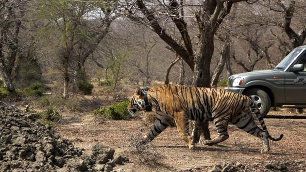Tiger T-91 shifted to Mukundra Hills Tiger reserve of Kota. The translocated tiger, T-91, had strayed into the Vishdhari sanctuary from Ranthambore Tiger Reserve.(HT FILE PHOTO)