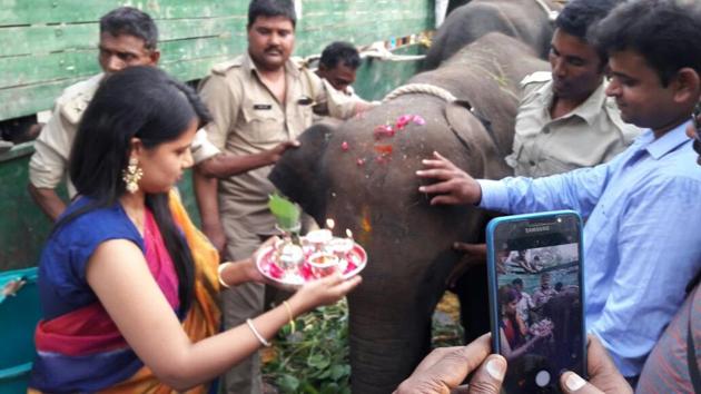 New elephants being greeted at Dudhwa National Park.(HT Photo)