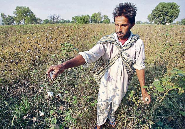 A farmer plucks cotton from his field on the outskirts of Bhatinda.(REUTERS)