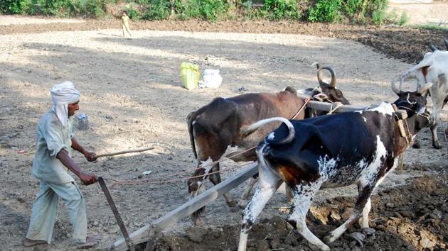 A survivor of man animal conflict works at his fields in a village near Corbett Tiger Reserve in Ramanagar.(Vinay Santosh Kumar/HT Photo)